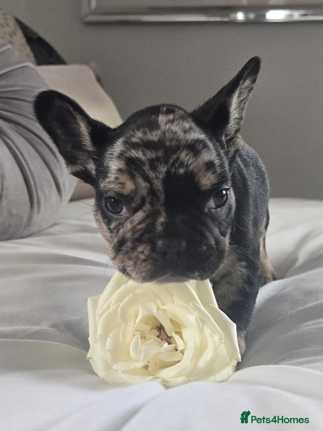 French Bulldog dogs for sale: French bulldog puppies  - Image 11