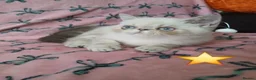 Exotic cats for sale: EXCEPTIONAL PERSIAN EXOTIC KITTENS  - Advert 9