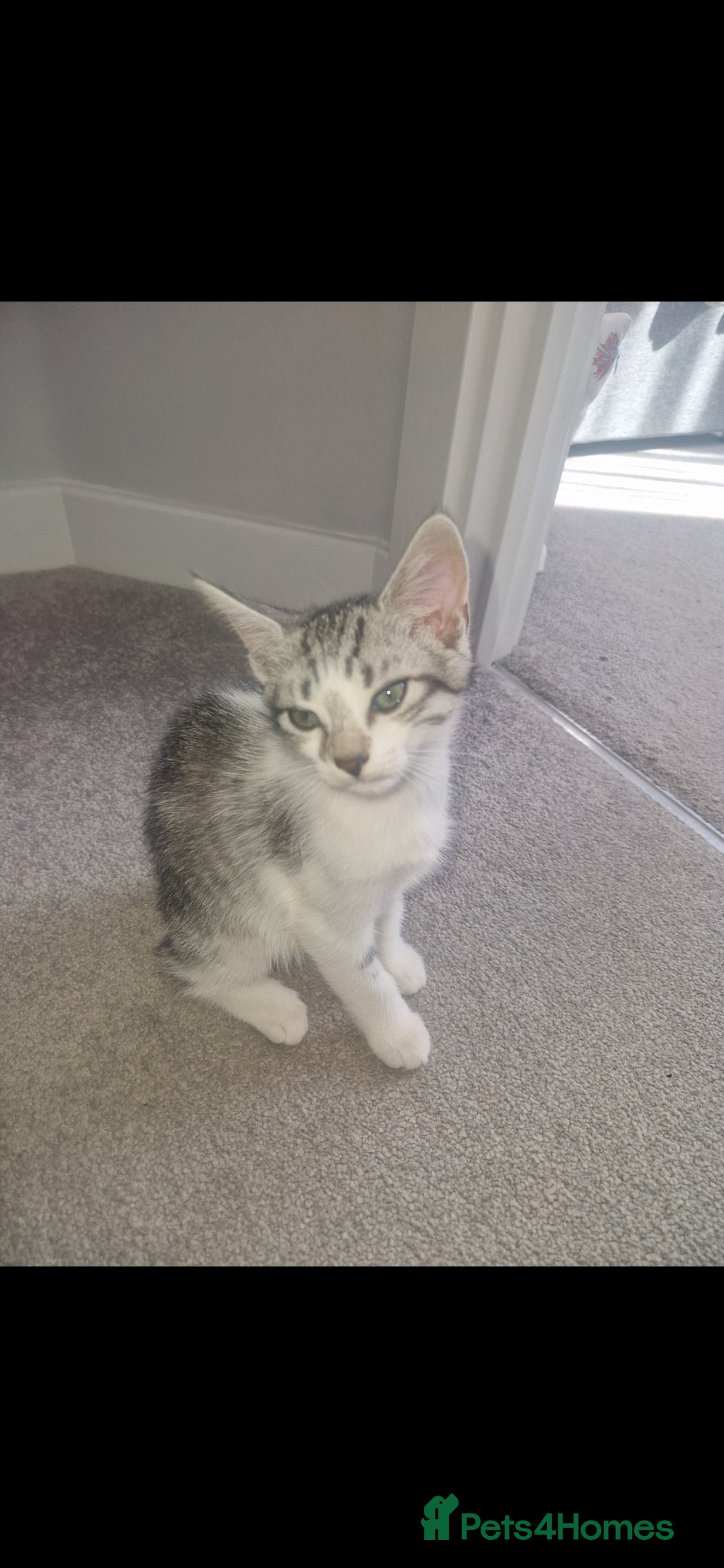 British Shorthair cats for sale: Kittens - Image 1
