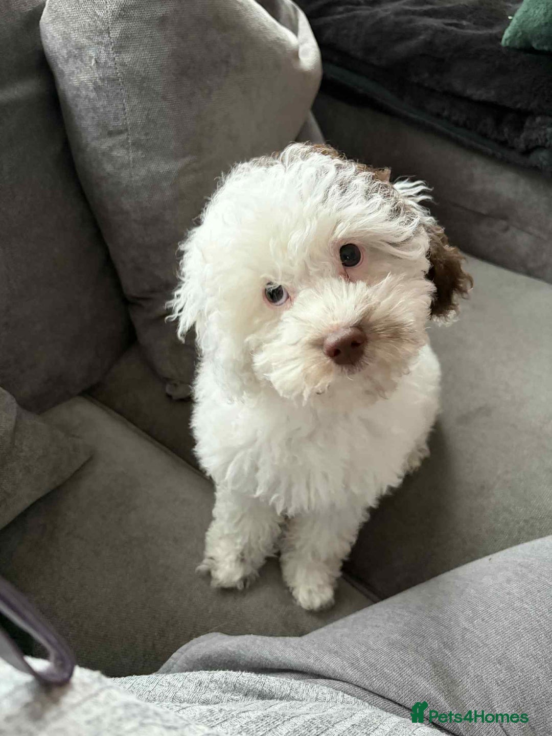Toy Poodle dogs for sale: Beautiful dobby  - Advert 1