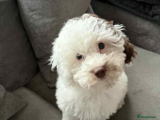Toy Poodle dogs Beautiful dobby - Advert 7