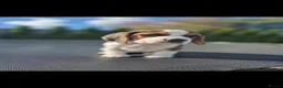 Beagle dogs for sale:  Beagle female puppy fully vaccinated- one left - Advert 15