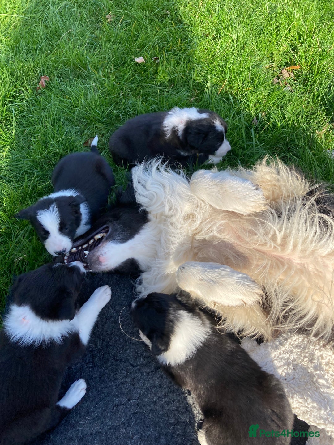 Border Collie dogs for sale: 12 Border Collie Puppies for sale  - Image 2