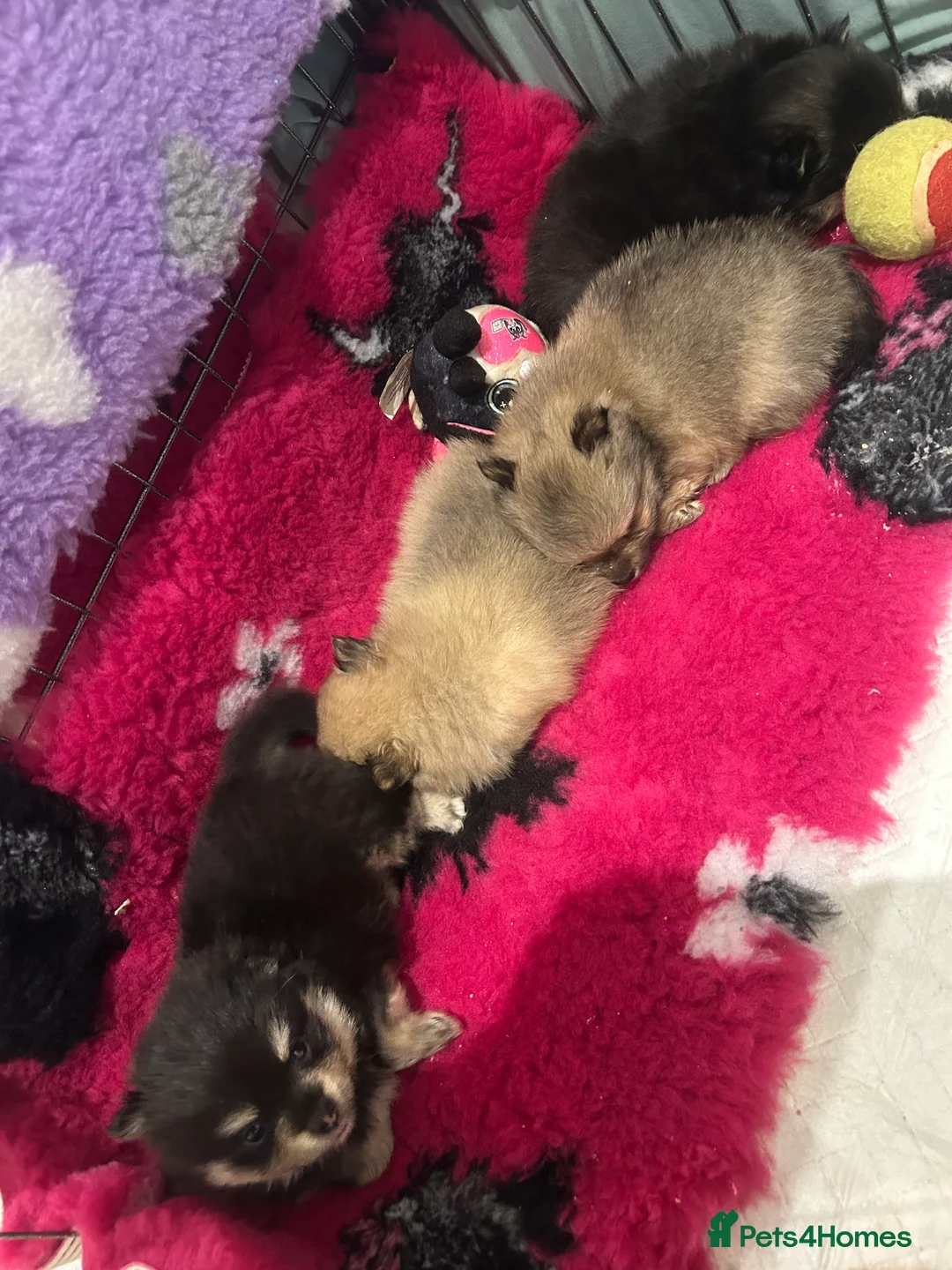 Pomeranian dogs for sale: Kc reg stunning pomeranian puppies  - Advert 9