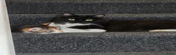 Mixed Breed cats for sale: Calico Female kitten 16 weeks - Advert 5