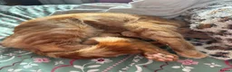 Mixed Breed cats for sale: Ginger male, black white and ginger female - Advert 7