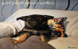 German Shepherd dogs for sale: GLENCONNER GERMAN SHEPHERDS  - Image 6