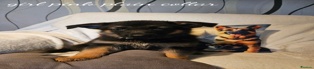 German Shepherd Puppy 5