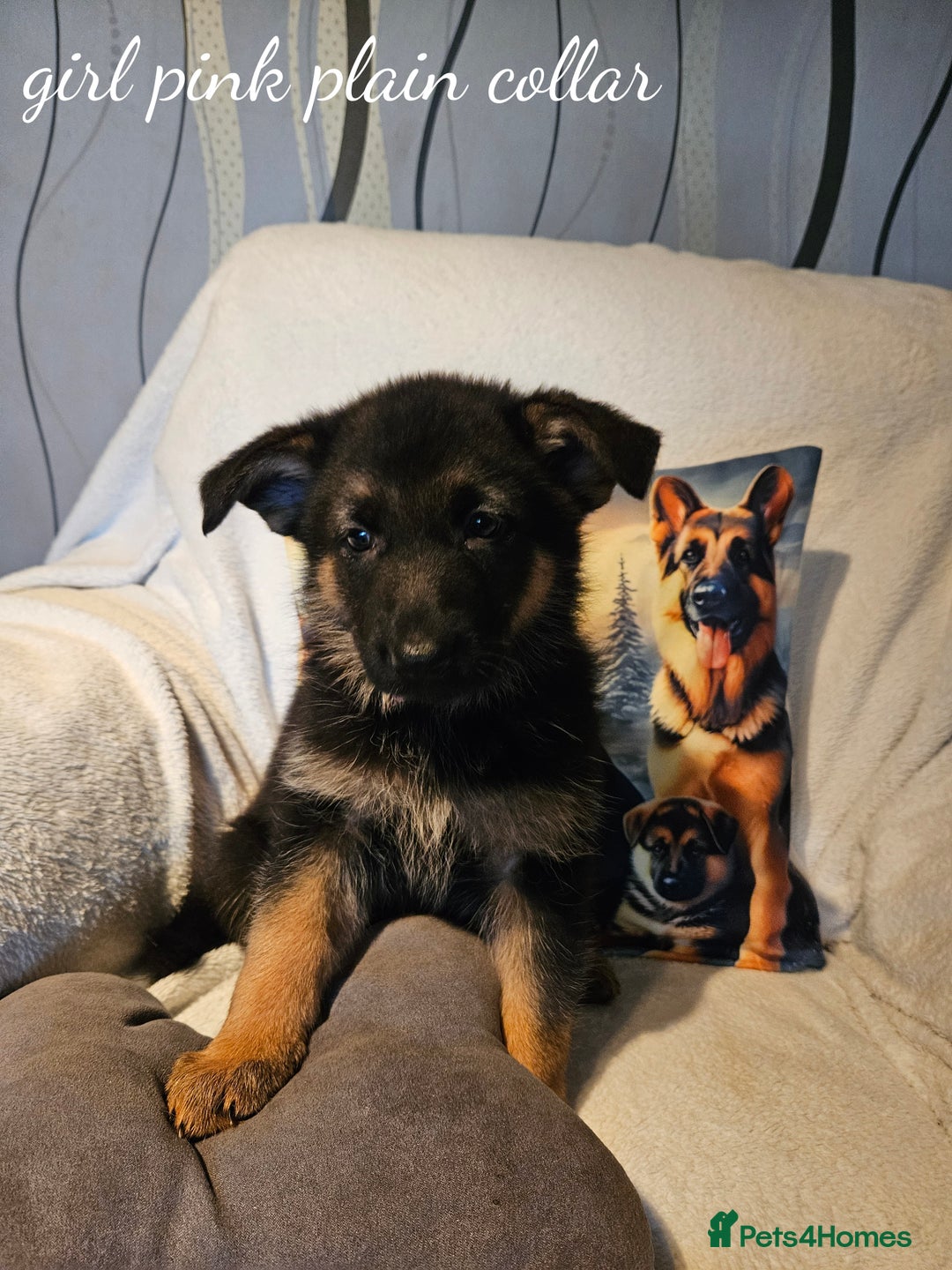 German Shepherd dogs for sale: GLENCONNER GERMAN SHEPHERDS  - Image 6