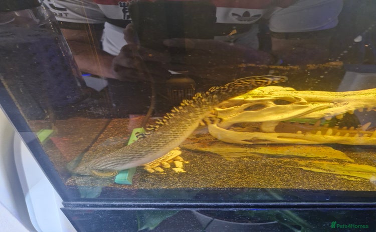 Other/Mixed Breed fish - Advert 16