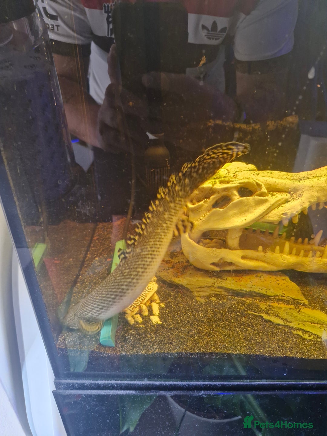 Other/Mixed Breed fish for sale: Free fish for rehoming - Image 1