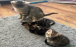 Mixed Breed cats for sale: 3 adorable kitten - Image 5