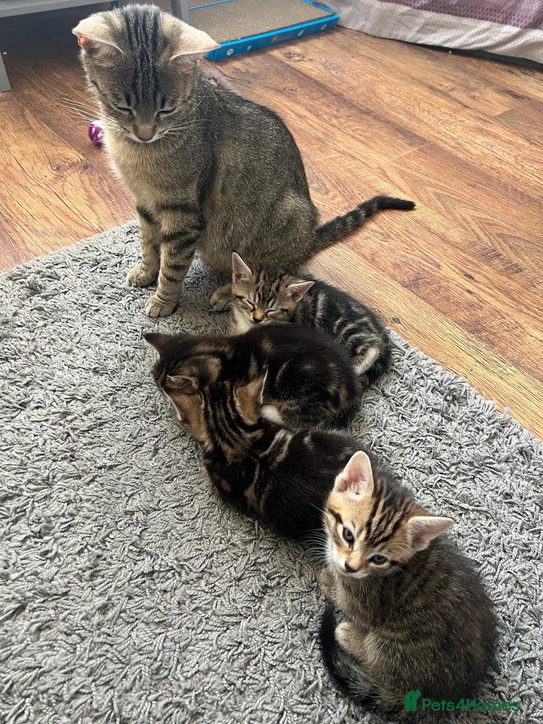 Mixed Breed cats for sale: 3 adorable kitten - Image 5