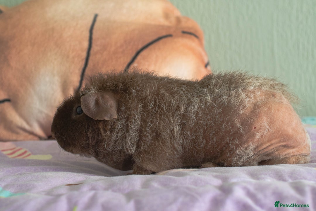 Guinea Pig rodents for sale: Pedigree Werewolf Chocolate Tweed Skinny Pig - Image 2