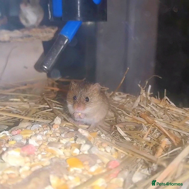 Mouse rodents Harvest mice - Advert 1