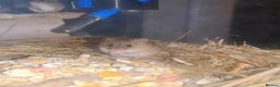 Mouse rodents for sale: Harvest mice - Advert 1