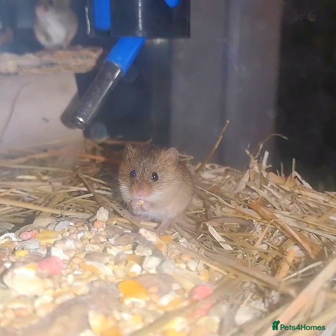 Mouse rodents for sale: Harvest mice - Advert 1