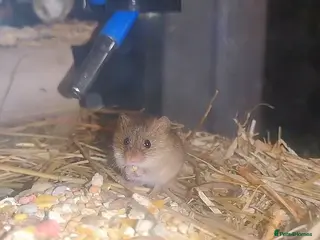 Mouse rodents Harvest mice - Advert 5