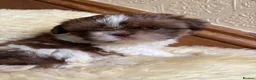 Shih Tzu dogs for sale: Stunning Shih Tzu puppies - Advert 4