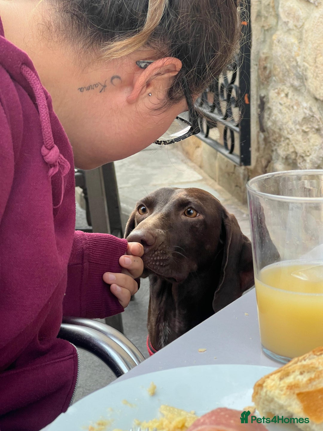 German Shorthaired Pointer dogs for adoption: Rucha, female German Shorthaired Pointer, aged 2 - Image 8