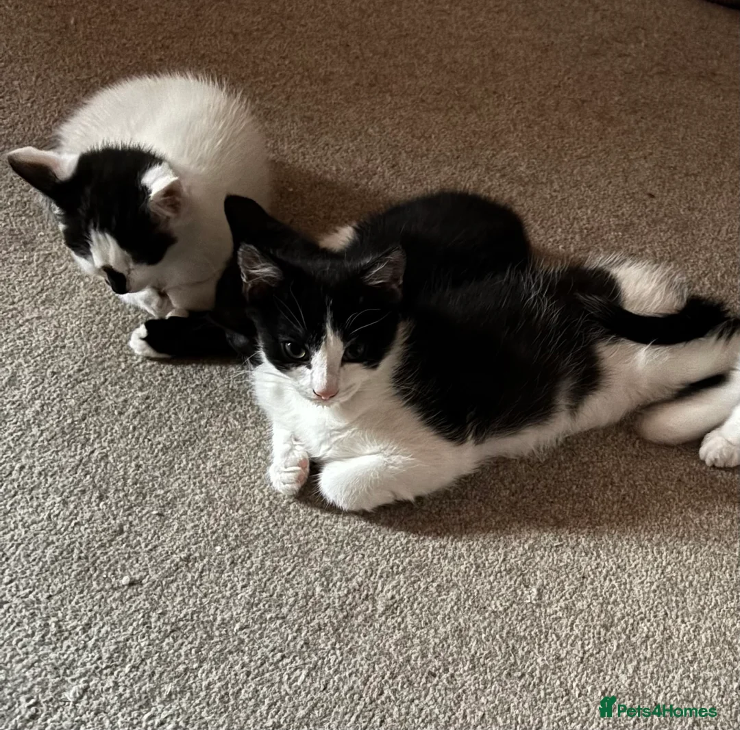Mixed Breed cats for sale: Beautiful black & white kittens - Advert 2