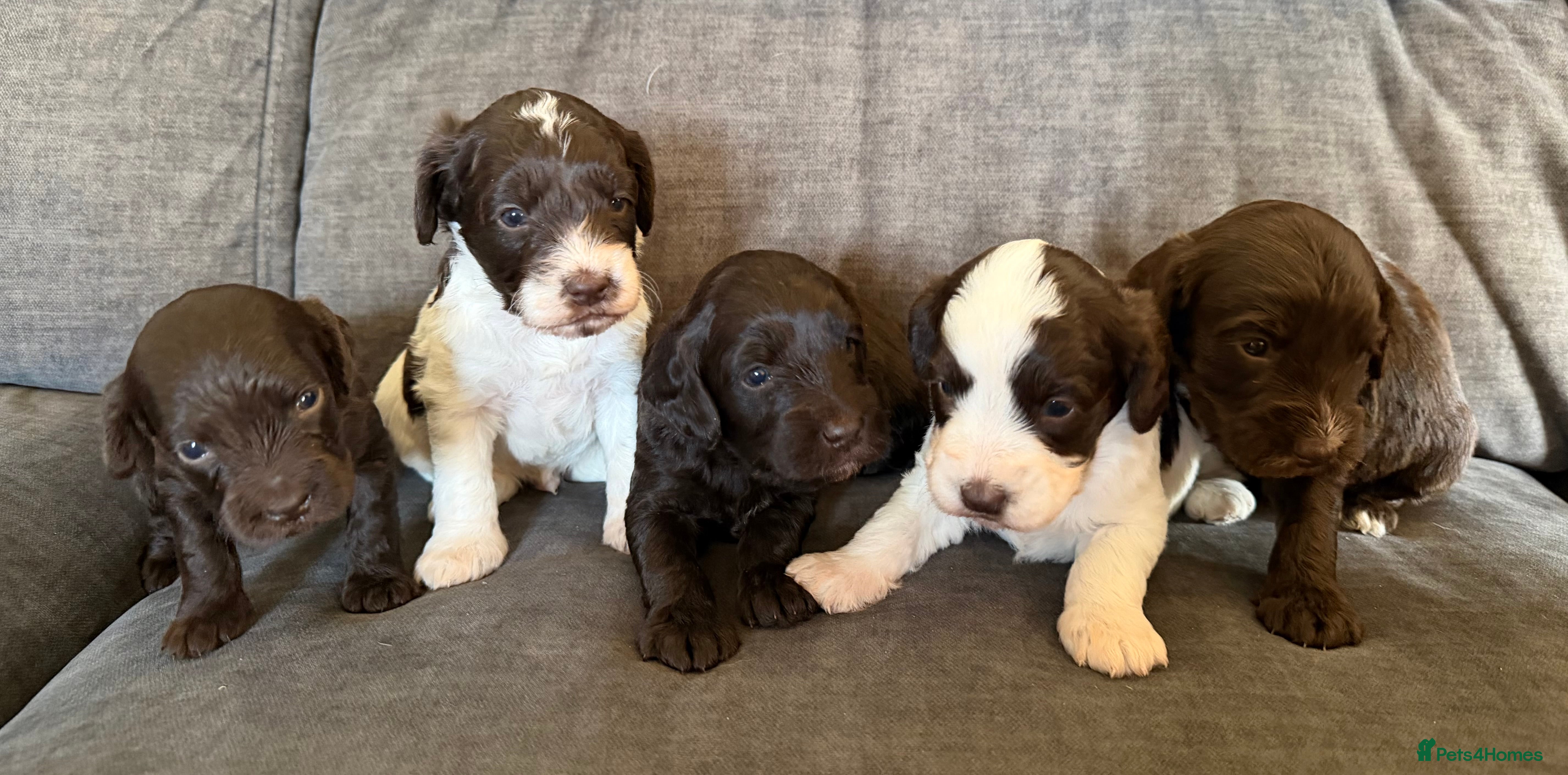 Cockapoo dogs Cockapoo F1 puppies - Advert 4