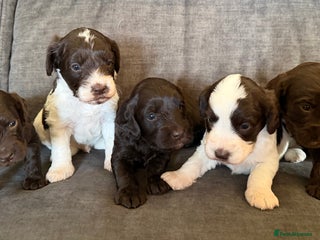 Cockapoo dogs Cockapoo F1 puppies - Advert 5