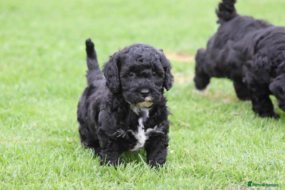 Cavapoochon dogs for sale: Beautiful Cavapoochon puppies for sale - Image 37