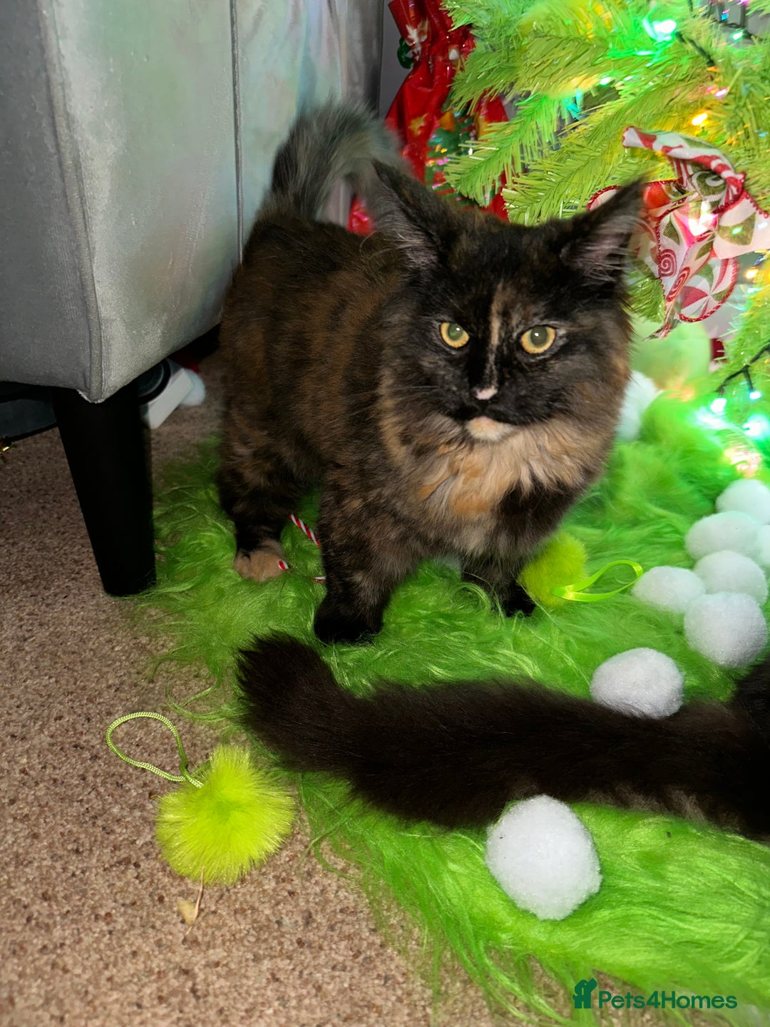 Maine Coon cats for sale: Xl mainecoon kittens dad is Xl very big boy  - Advert 35