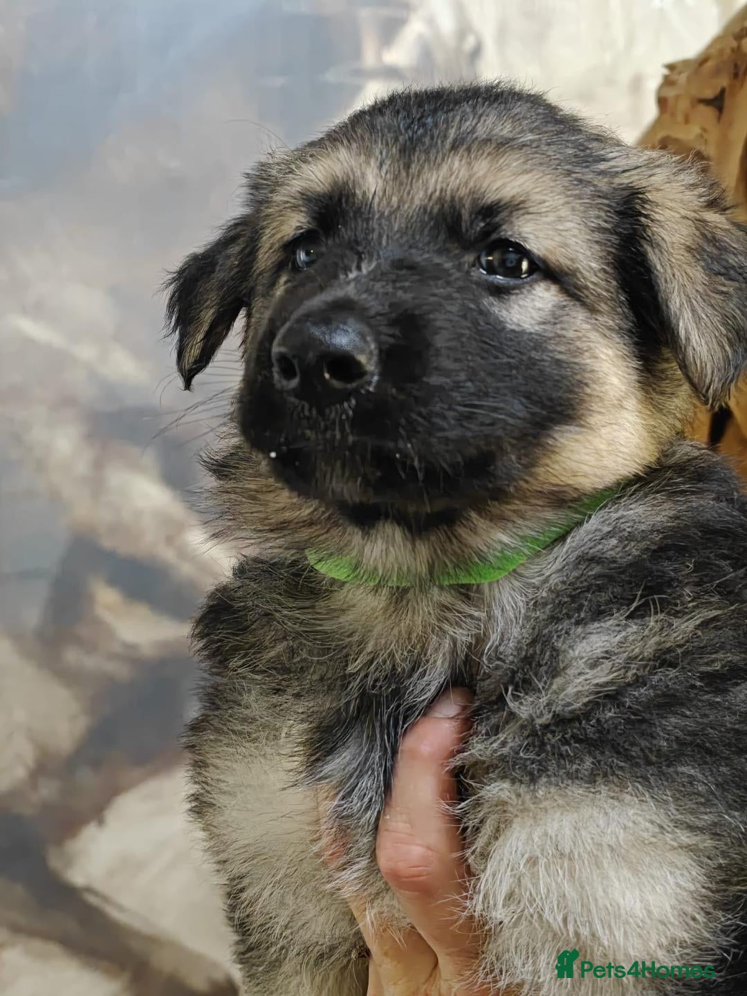 German Shepherd dogs for sale: Beautiful long coated  in Coalville - Image 17