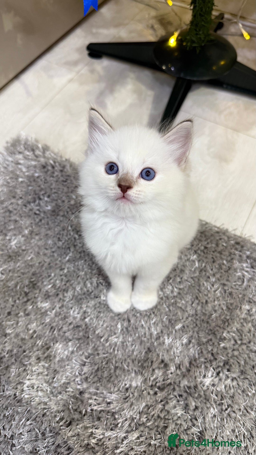 Ragdoll cats for sale: Beautiful Ragdoll Kittens for Sale – 2Boys&2Girls - Advert 2