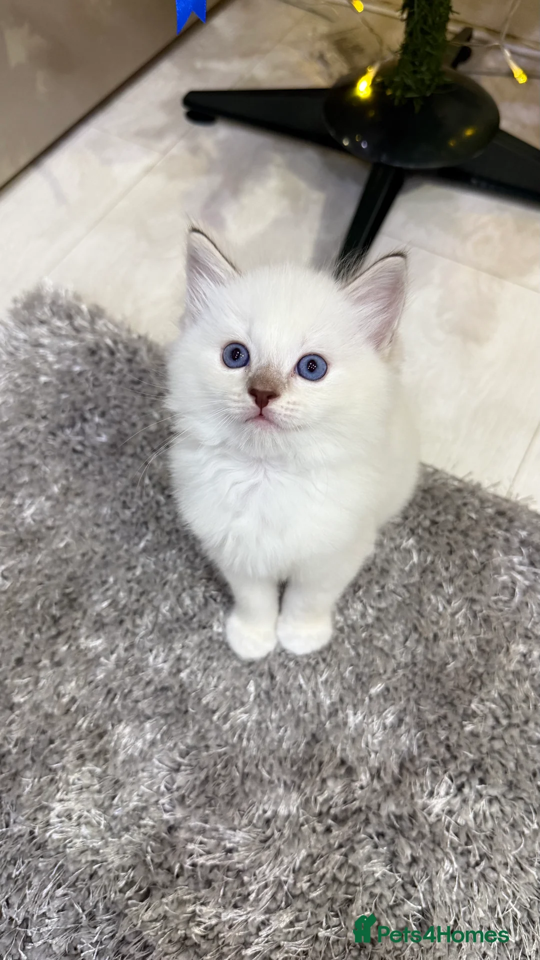 Ragdoll cats for sale: Beautiful Ragdoll Kittens for Sale: 2Boys&2Girls - Advert 2