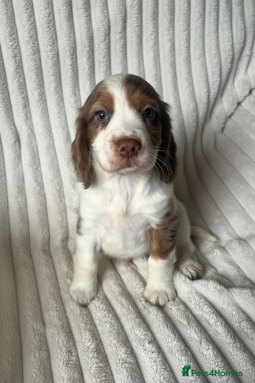 Cocker Spaniel dogs Cocker spaniel puppies (merle) for sale - Advert 2