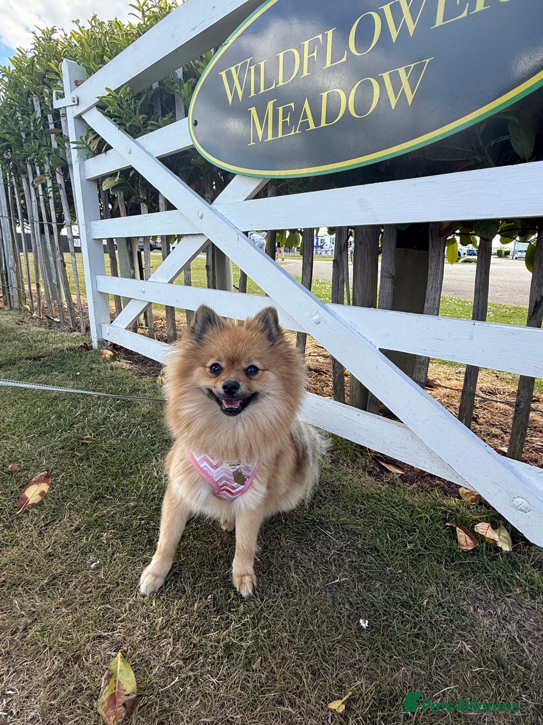 Pomeranian dogs for sale: Adorable Pomeranian Puppies 💙🩷💙 - Advert 3