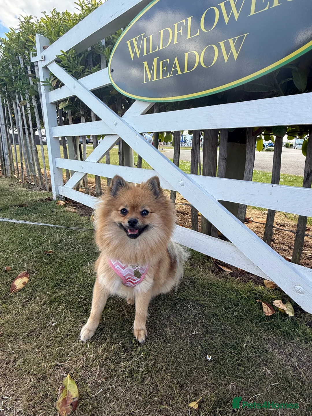 Pomeranian dogs for sale: Fully Vaccinated Orange Sable Boy Pomeranian 💙 - Advert 16
