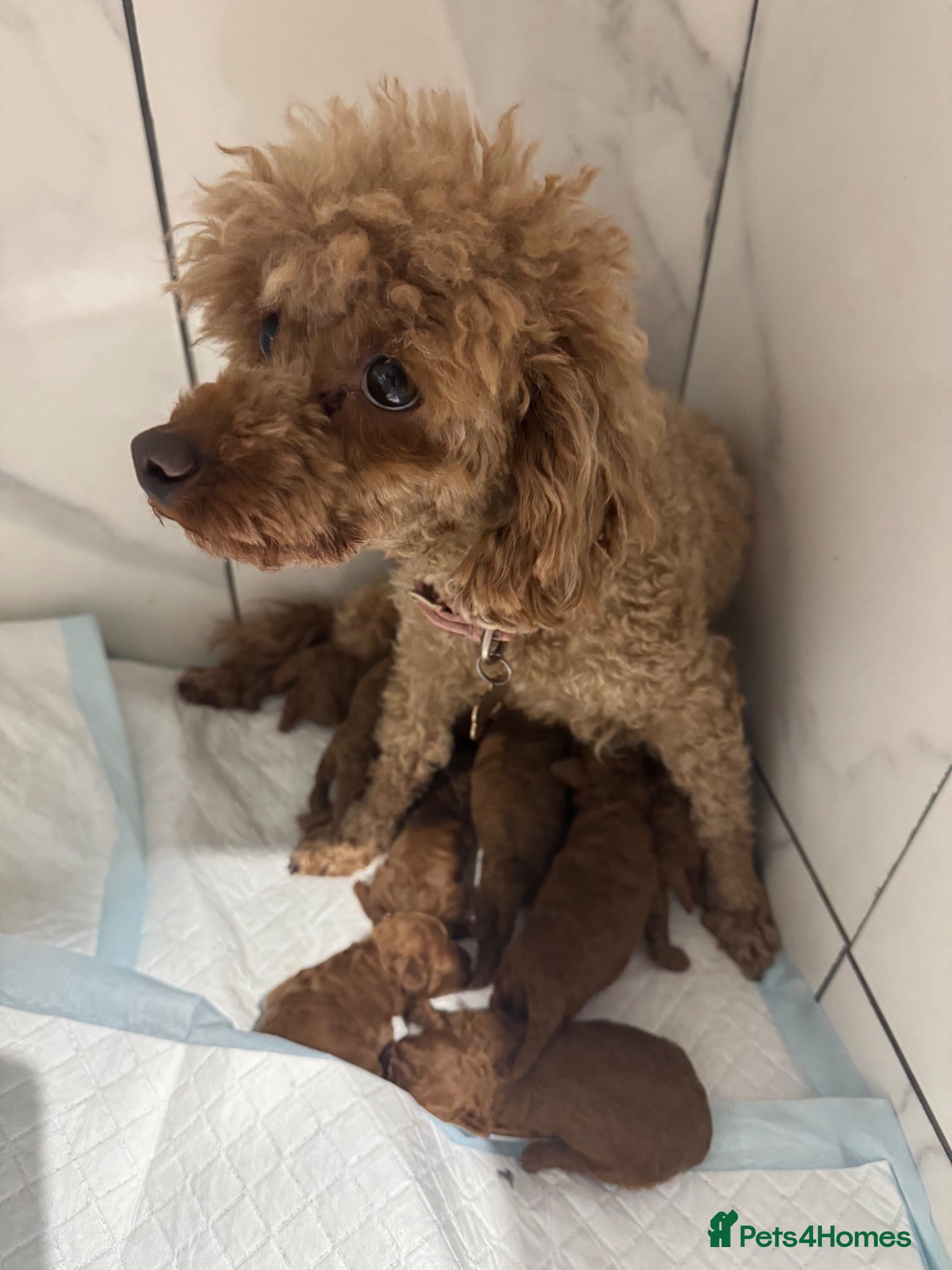 Toy Poodle dogs KC dark ExtraTiny toy poodle puppies champion line - Advert 2