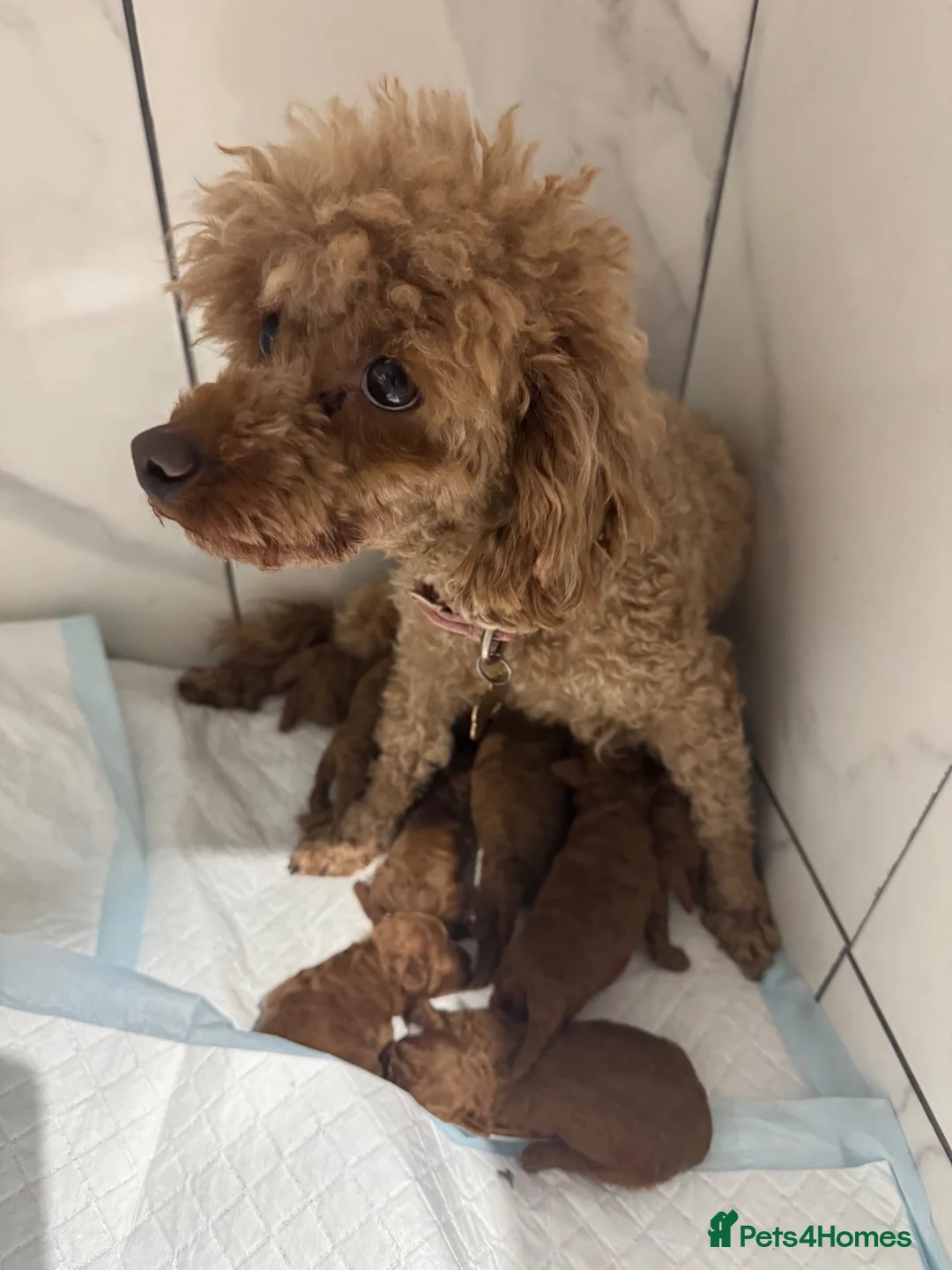 Toy Poodle dogs for sale: KC dark ExtraTiny toy poodle puppies champion line - Advert 2