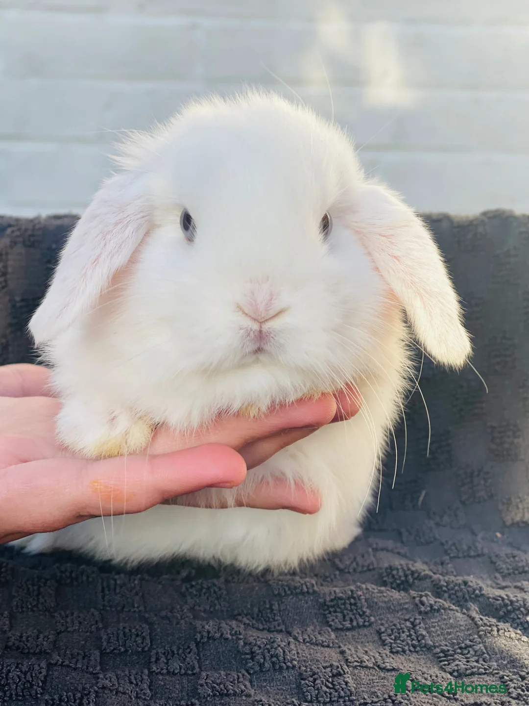 Mini Lop rabbits for sale: Adorable Mini lop baby bunnies 🐰 - Advert 2