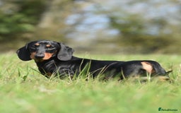 Miniature Dachshund dogs for stud: Kc reg Black and Tan mini smooth stud dog  - Image 4