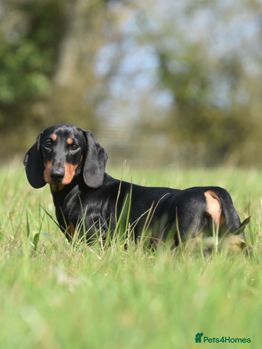 Miniature Dachshund dogs for stud: Kc reg Black and Tan mini smooth stud dog  - Image 4