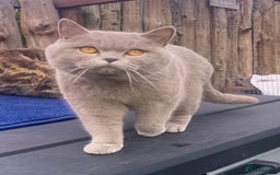 British Shorthair cats for sale: British Shorthair Male Kitten (GCCF) - Advert 25