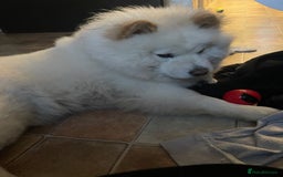 Chow Chow dogs for sale: Marnie Aged 2 - Image 5