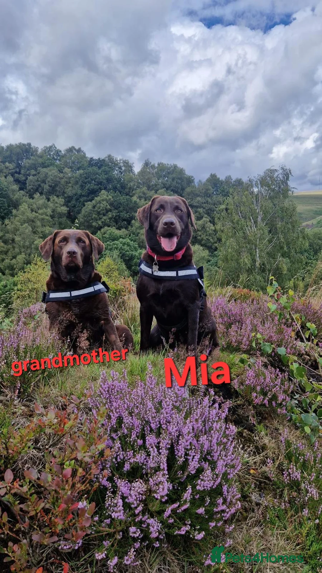 Labrador Retriever dogs for sale: Chocolate Puppies Expected  Waiting List Now Open  - Advert 8