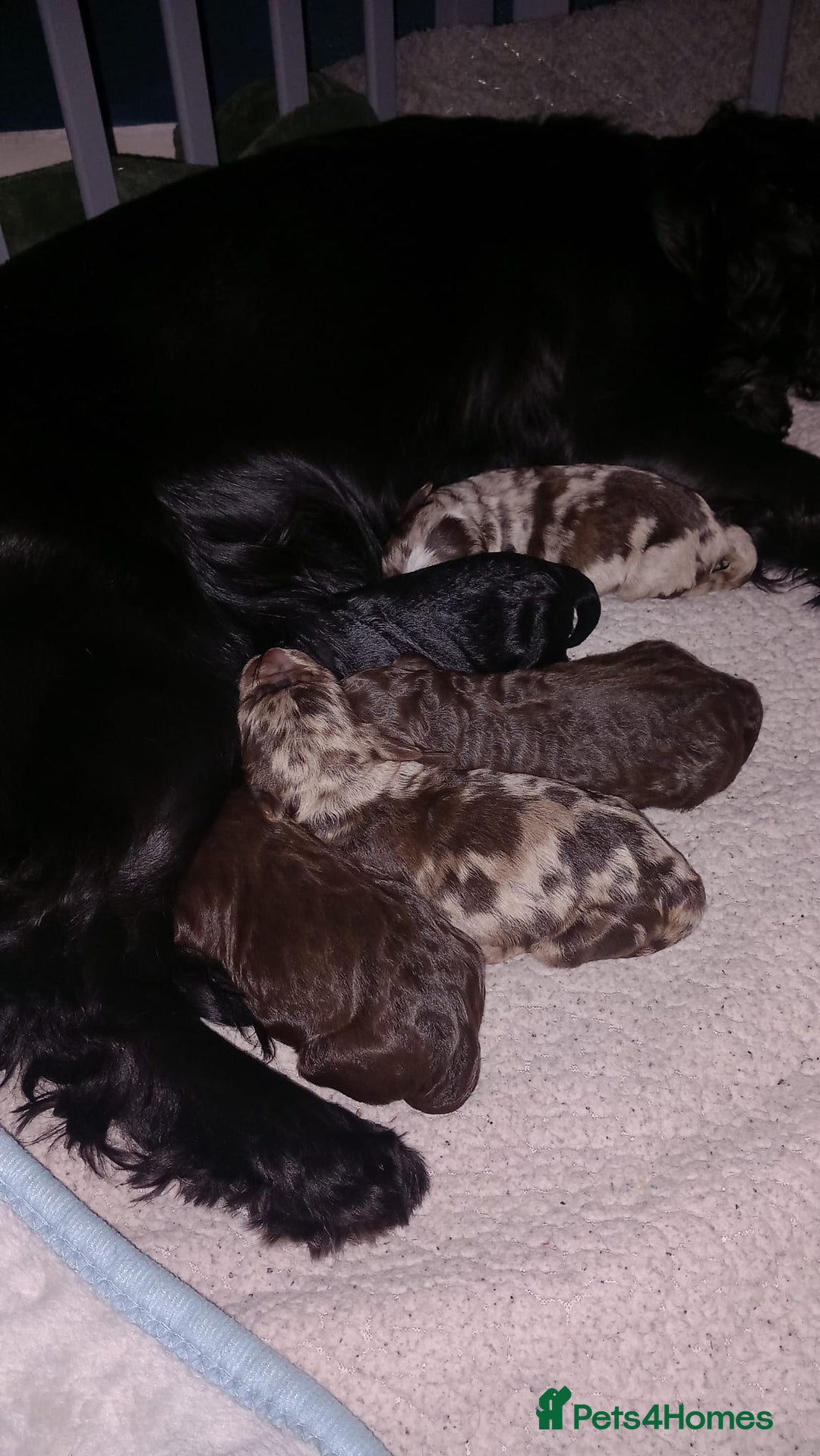 Cockapoo dogs for sale: F1 mini cockerpoos born 22nd December  - Advert 11