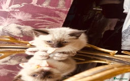 Ragdoll cats for sale: Ragdoll kittens  - Advert 35