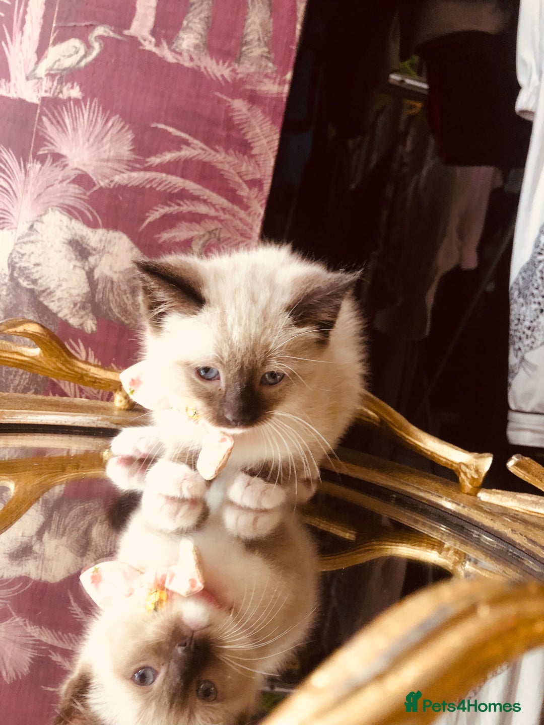 Ragdoll cats for sale: Ragdoll kittens  - Advert 35