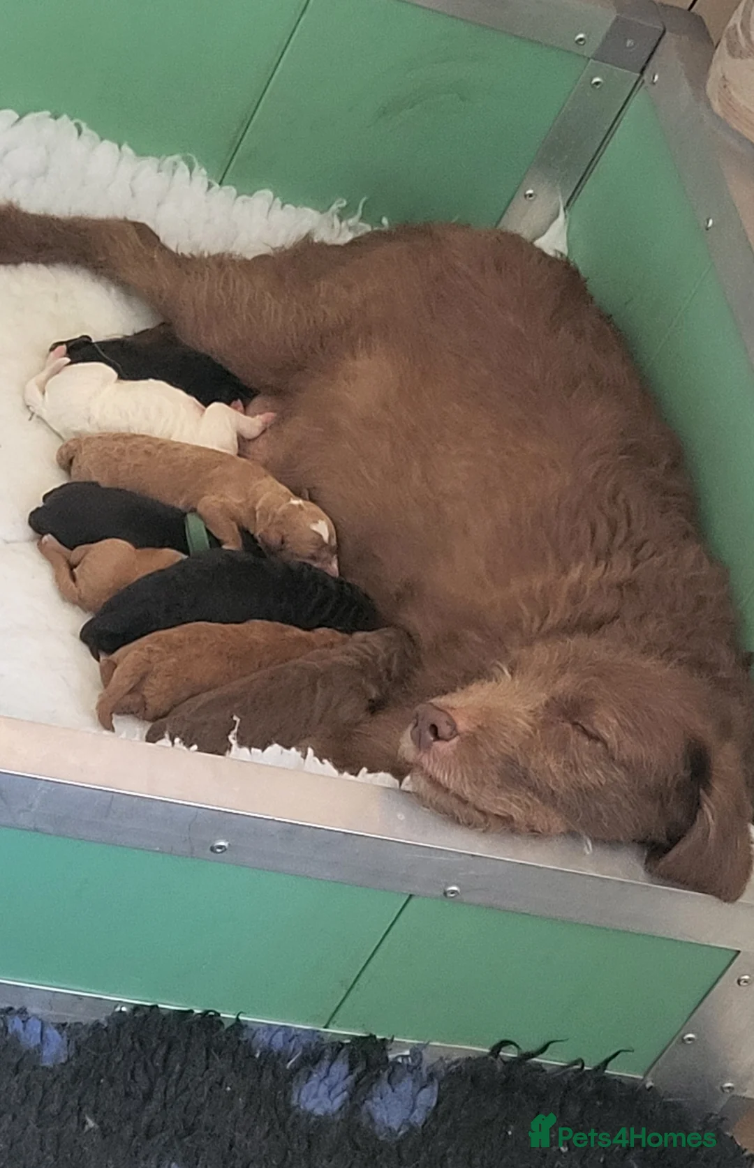 Labradoodle dogs for sale: Beautiful, top quality miniature Labradoodles  - Advert 25