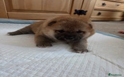 Japanese Shiba Inu dogs for sale: Puppy Shiba inu female - Image 2