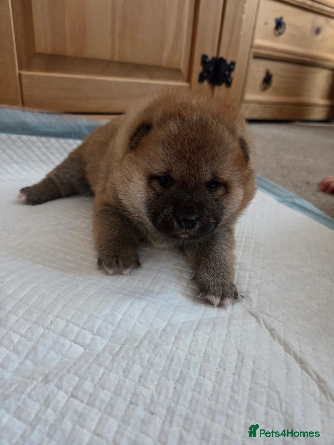 Japanese Shiba Inu dogs for sale: Puppy Shiba inu female - Image 2
