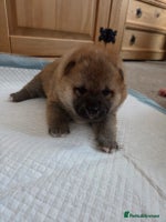 Japanese Shiba Inu dogs Puppy Shiba inu female - Advert 2